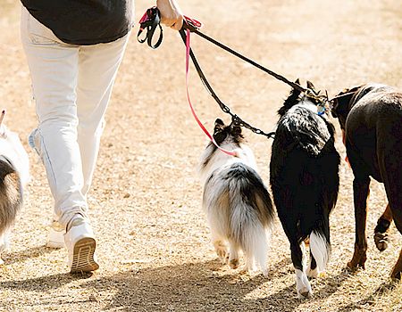 A person walking four dogs on leashes along a sunlit dirt path, seen from behind, each dog varying in size and color.
