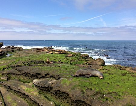 Seals lounge on mossy, layered rocks by the ocean; blue sky, gentle waves, and a calm coastal scene.